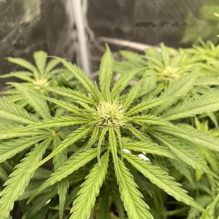 Lemon Haze Auto - First Grow