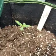 Lemon Haze Auto - First Grow