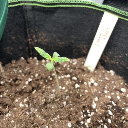 Lemon Haze Auto - First Grow