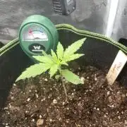Lemon Haze Auto - First Grow