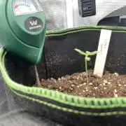 Lemon Haze Auto - First Grow