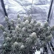 CIP Kush