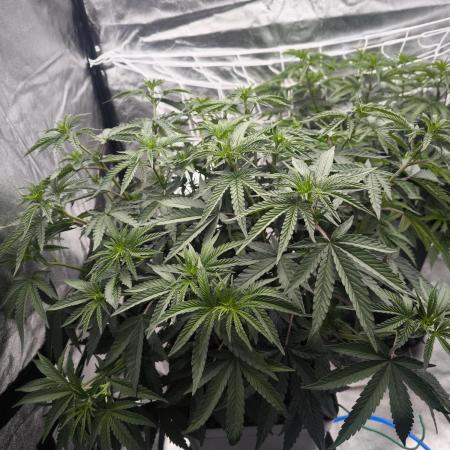 CIP Kush
