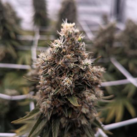 Black Domina