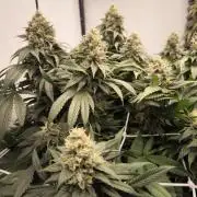 Blue Gelato & Mona Lisa