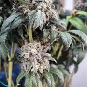 Gorilla Zkittlez