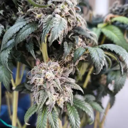 Gorilla Zkittlez
