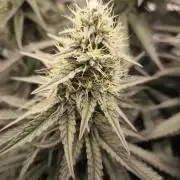 Mimosa x Orange punch