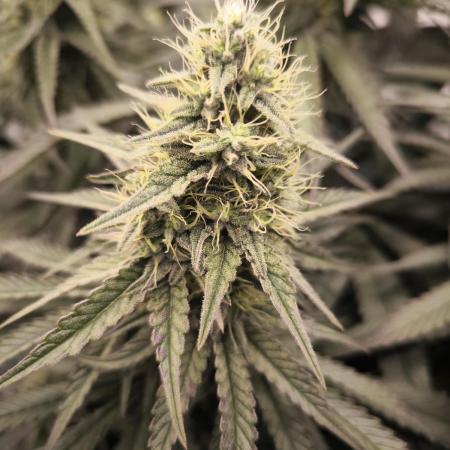 Mimosa x Orange punch