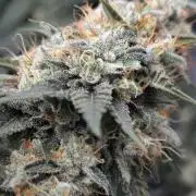 Black Domina