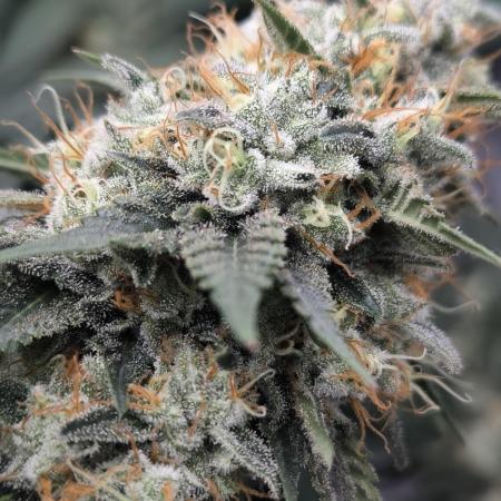 Black Domina