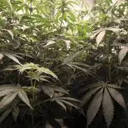 Mimosa x Orange punch