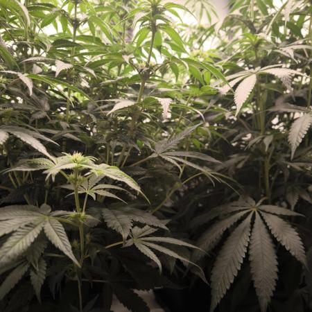 Mimosa x Orange punch