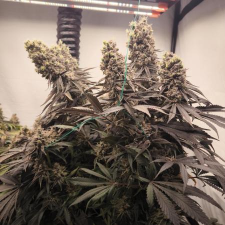 Mimosa x Orange punch