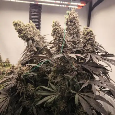 Mimosa x Orange punch