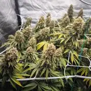 Black Domina