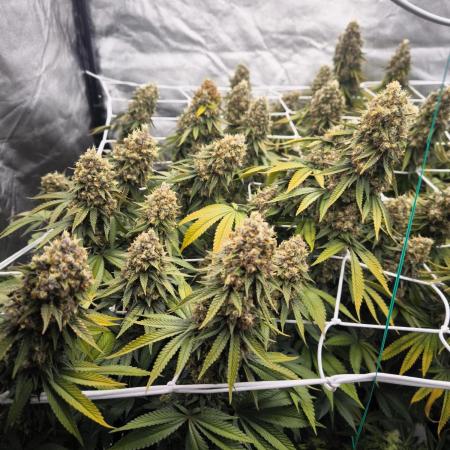 Black Domina