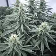 Mimosa x Orange punch