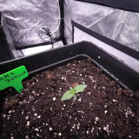 Black Domina