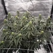 CIP Kush