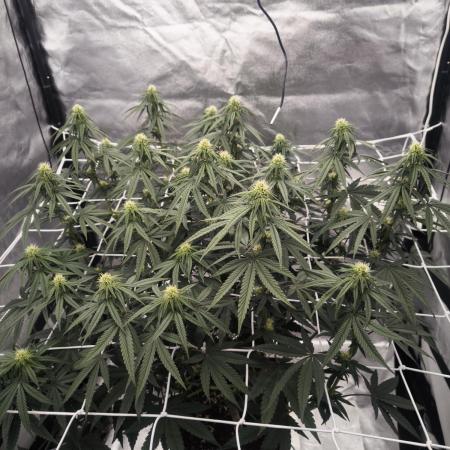 CIP Kush
