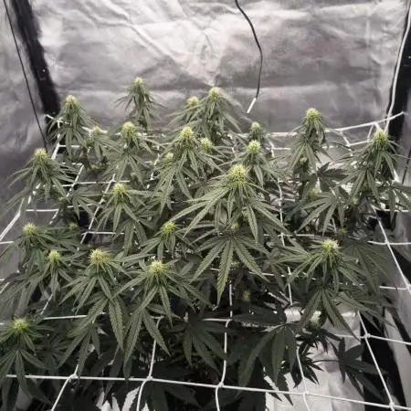 CIP Kush