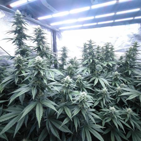 Black Domina