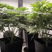 Blue Gelato & Mona Lisa
