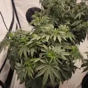 Blue Gelato & Mona Lisa