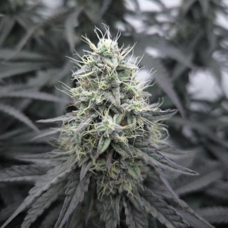 Mimosa x Orange punch