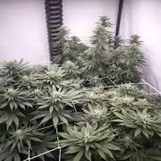 Blue Gelato & Mona Lisa