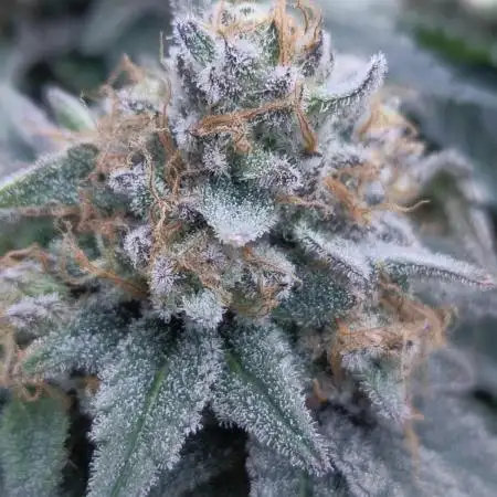 Gorilla Zkittlez