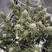 CIP Kush
