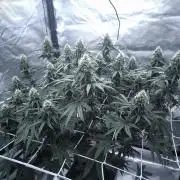 CIP Kush