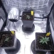 CIP Kush