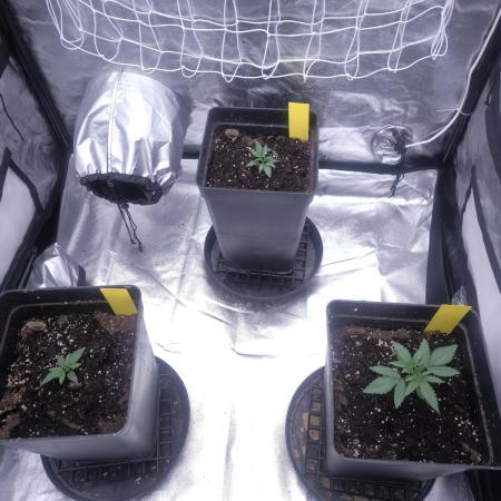 CIP Kush