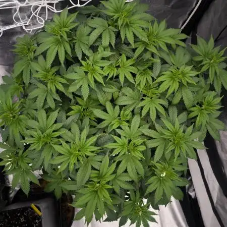 Black Domina