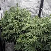 Black Domina