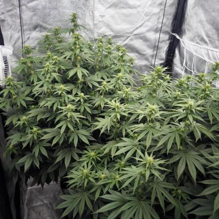 Black Domina