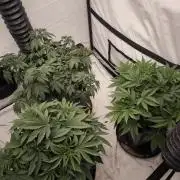 Blue Gelato & Mona Lisa