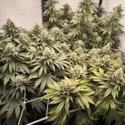 Blue Gelato & Mona Lisa