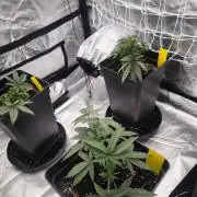 CIP Kush