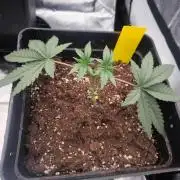 CIP Kush