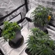 CIP Kush