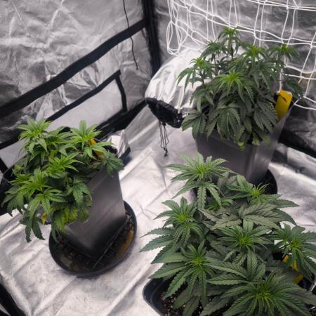 CIP Kush
