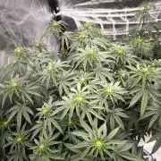 CIP Kush