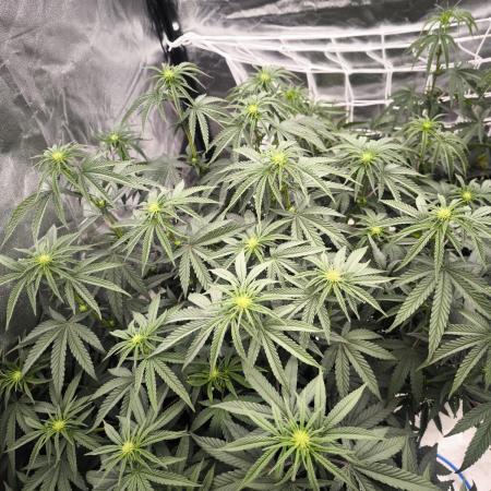 CIP Kush