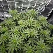 Black Domina