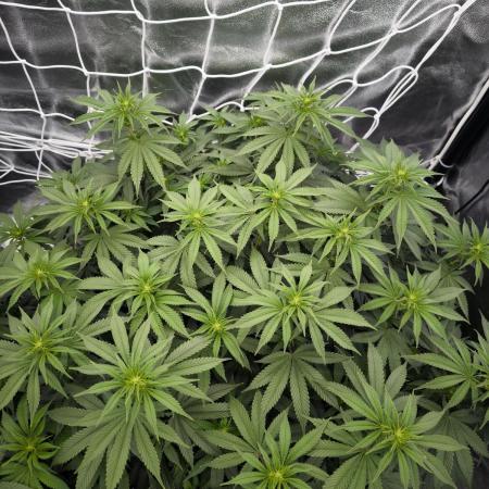 Black Domina