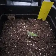 CIP Kush